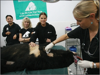 Nữ[-]diên[-]viên[-]MacGraw[-](người[-]thứ[-]2[-]từ[-]bên[-]phải[-]sang)[-]cùng[-]bà[-]Tiến[-]sỹ[-]Jill[-]Robinson[-]MBE,[-]và[-]TS[-]Tuấn[-]Bendixsen[-]chứng[-]kiến[-]bác[-]sỹ[-]của[-]TTCHG[-]khám[-]cho[-]chú[-]gấu[-]Murko[-]Ảnh:[-]Xuân[-]Phú